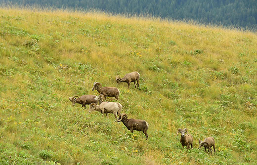 Eagle Cove Site Perennial Grass Cover Graph